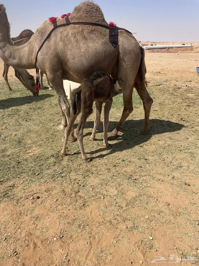 خلفه ساحليه معها بكره للبيع(تم البيع) 1