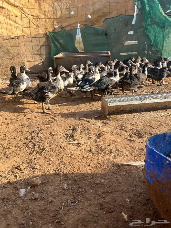 البيع بح الصحه شرط 3