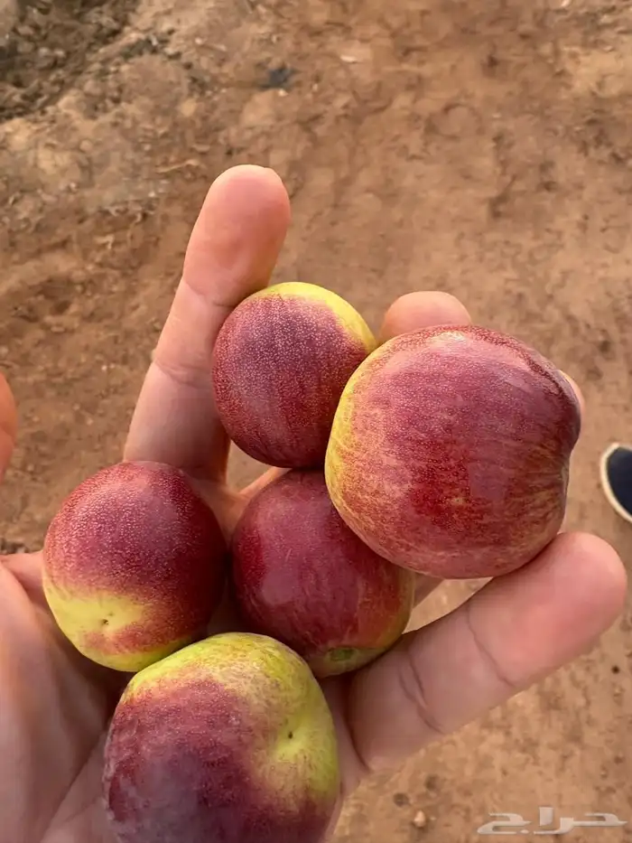 سدر باكستاني تفاحي وسدر ايراني بدون بذره 4