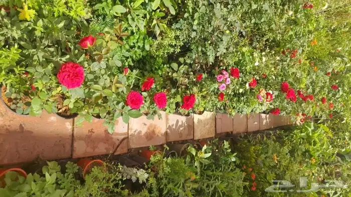 مشتل لتنسيق الحدائق 8