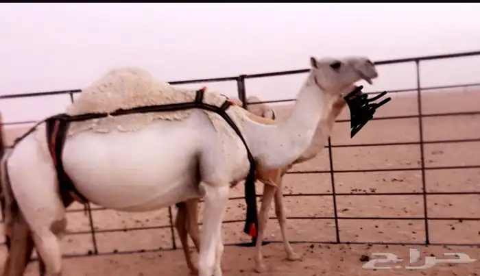 عشرا على جميع الشروط منتج وبطنها طيب ومنيحتها طيبه 0