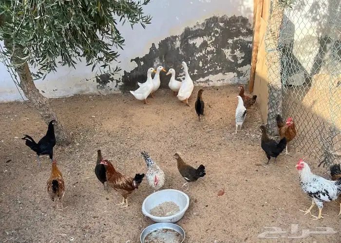 دجاج وبط للبيع 0