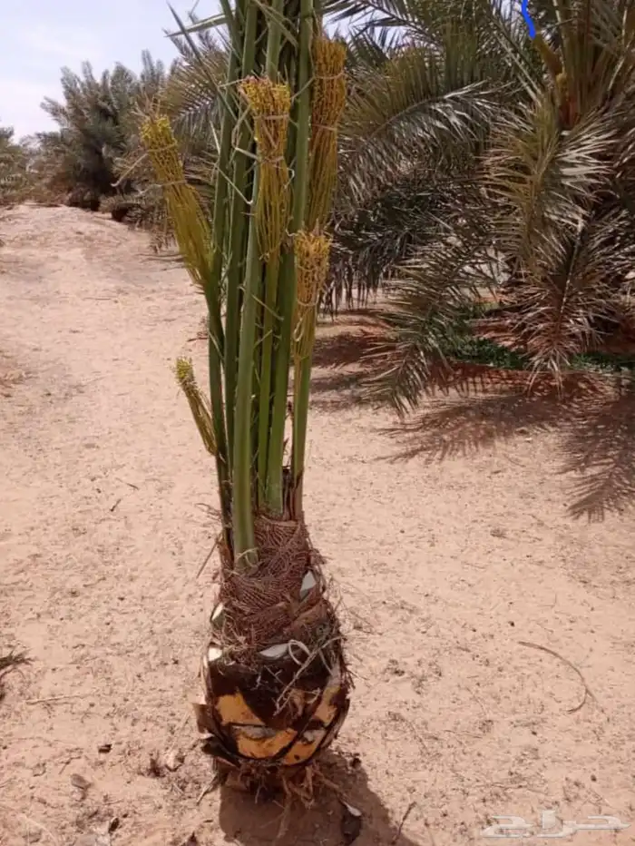 نخل للبيع وتركيب الشبوك القصيم 9