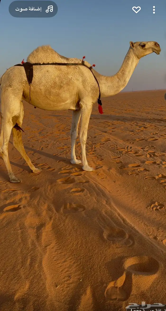 جذعه لقحه رمانيه ولقحه علا ابعير كفوو 0