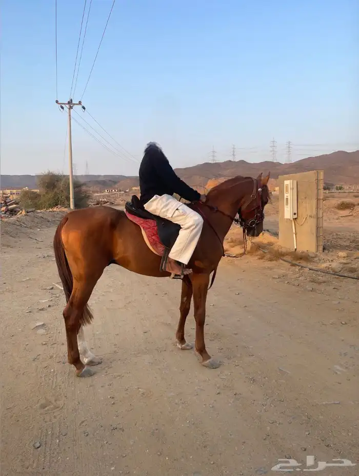 حصان شعبي فاخر حار 1