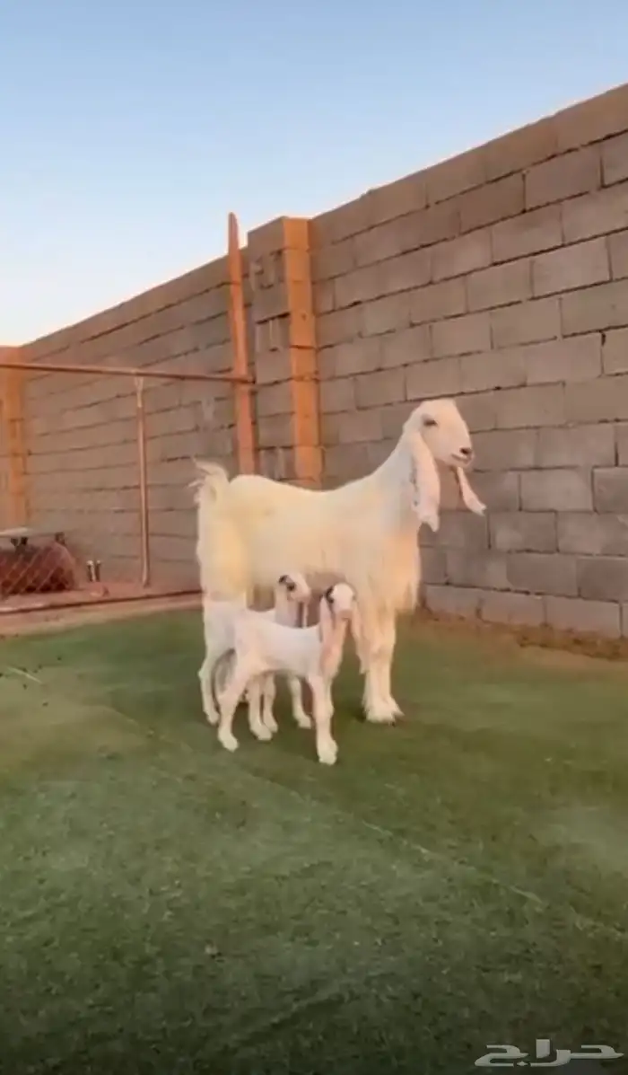 عنز مصريه بيضاء ناادره 0