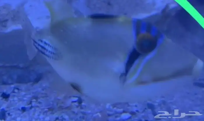 جده حي الثغر 5