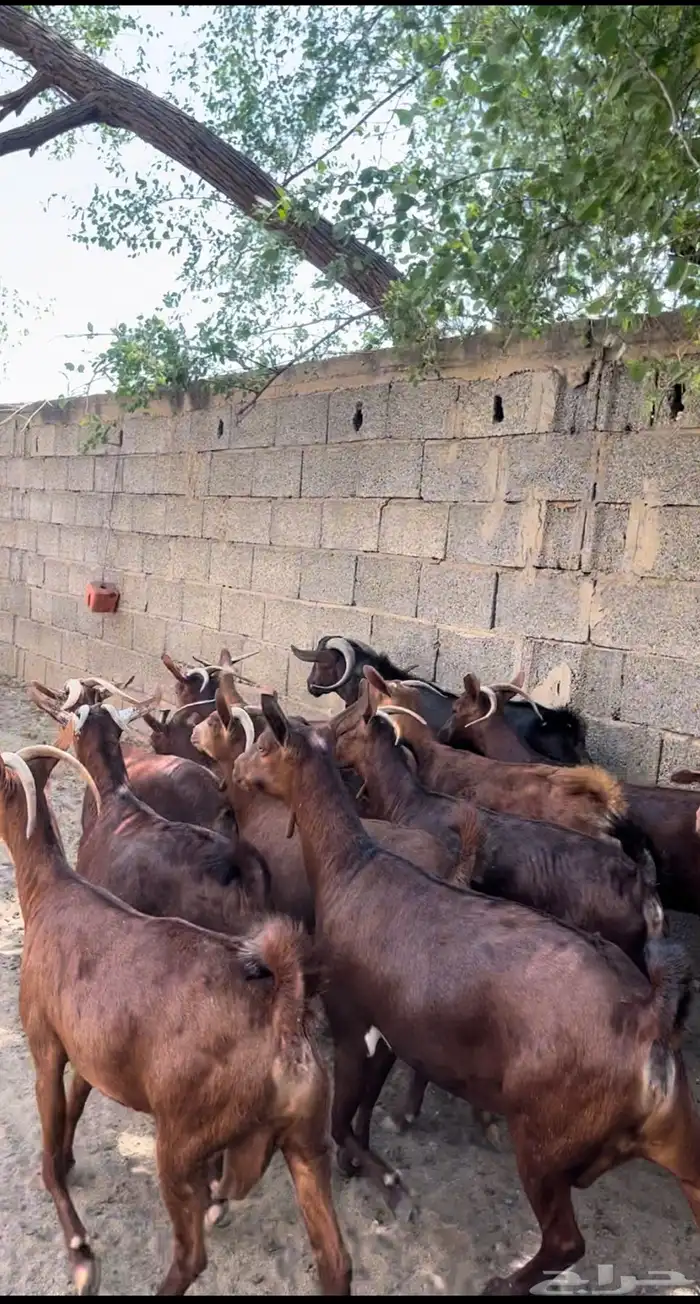 غنم دهم. معزا دهم ( تم البيع 0