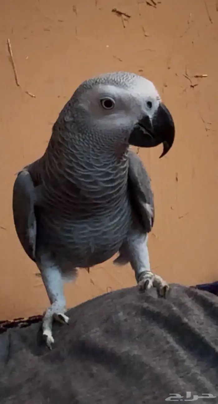 كاسكو للبيع 3