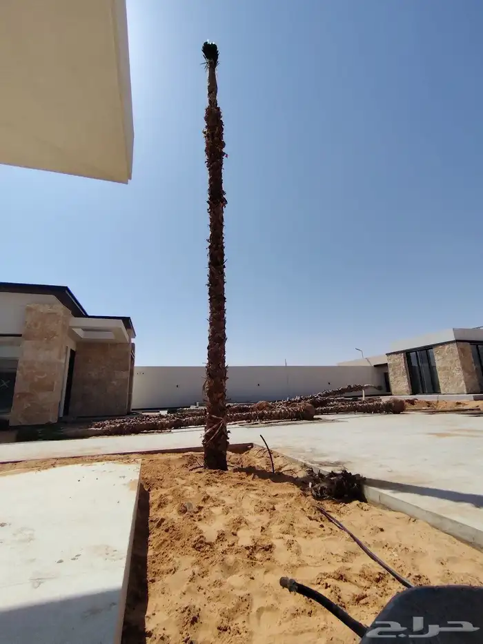 توريد وغرس النخل العربي ولوشنطني الأمريكي الزينه 2