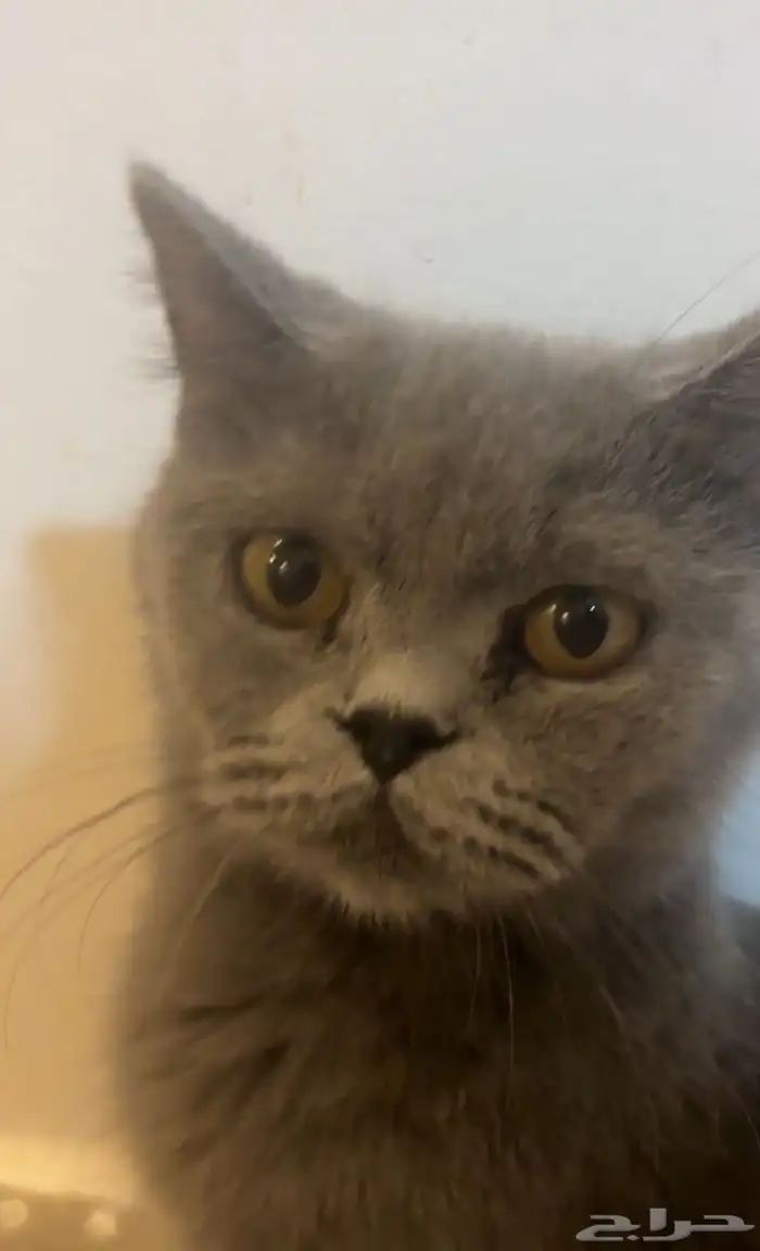 قطة سكوتش ستريت 0