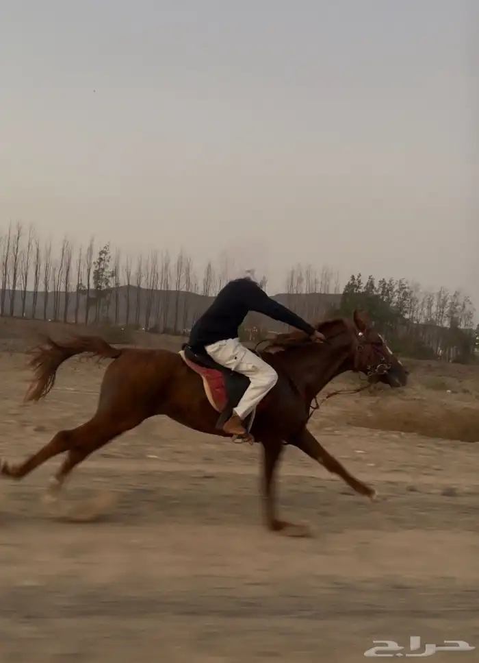 حصان شعبي فاخر حار 4