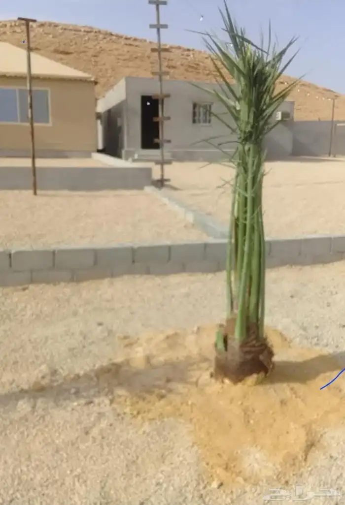 يوجد لدينا جميع انواع النخيل العربي_والواشنطن 0