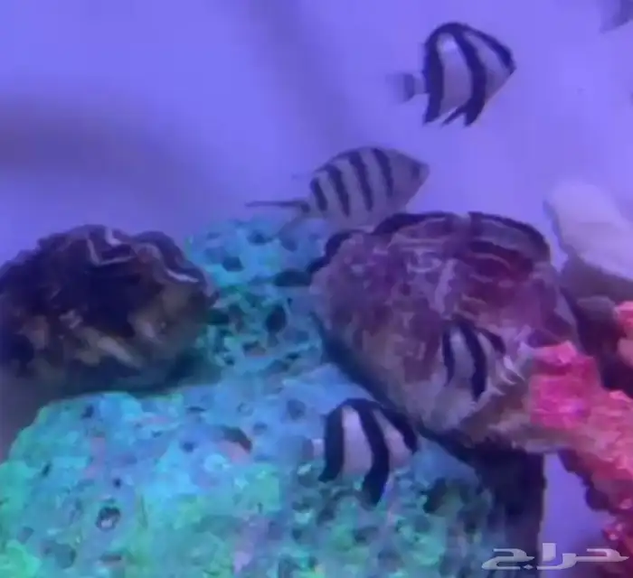 جده حي الثغر 3