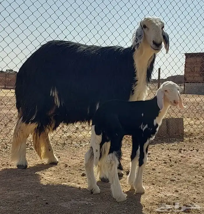 بيعن الله يربحه ويبارك له جذعات ولد 0