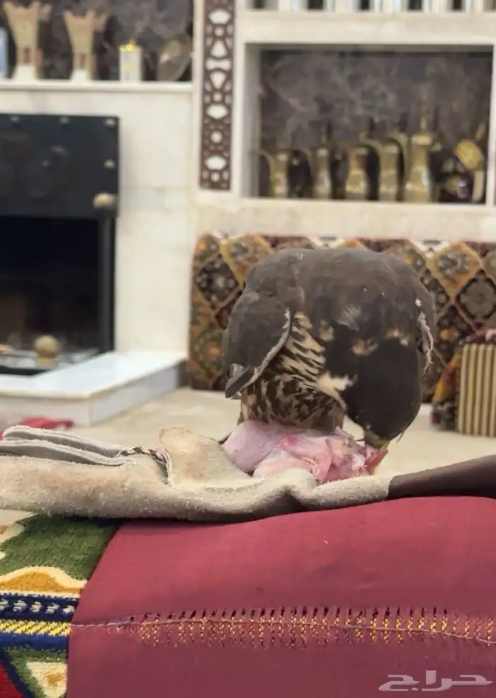 بكه او جليميه للبيع 2