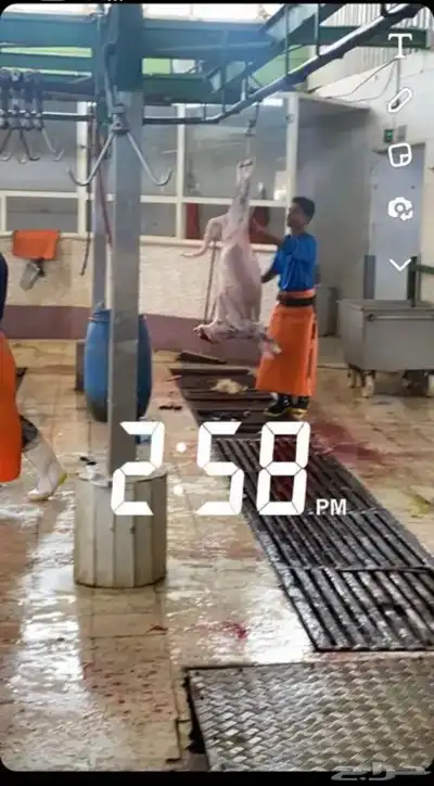 طلي حري طلي سواكني تيس حري صلخ وتوصيل index