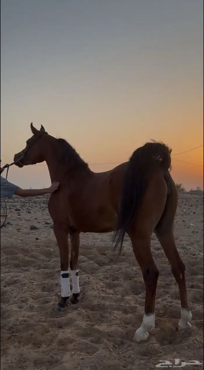 فرس واهو مكس(تم البيع) 0