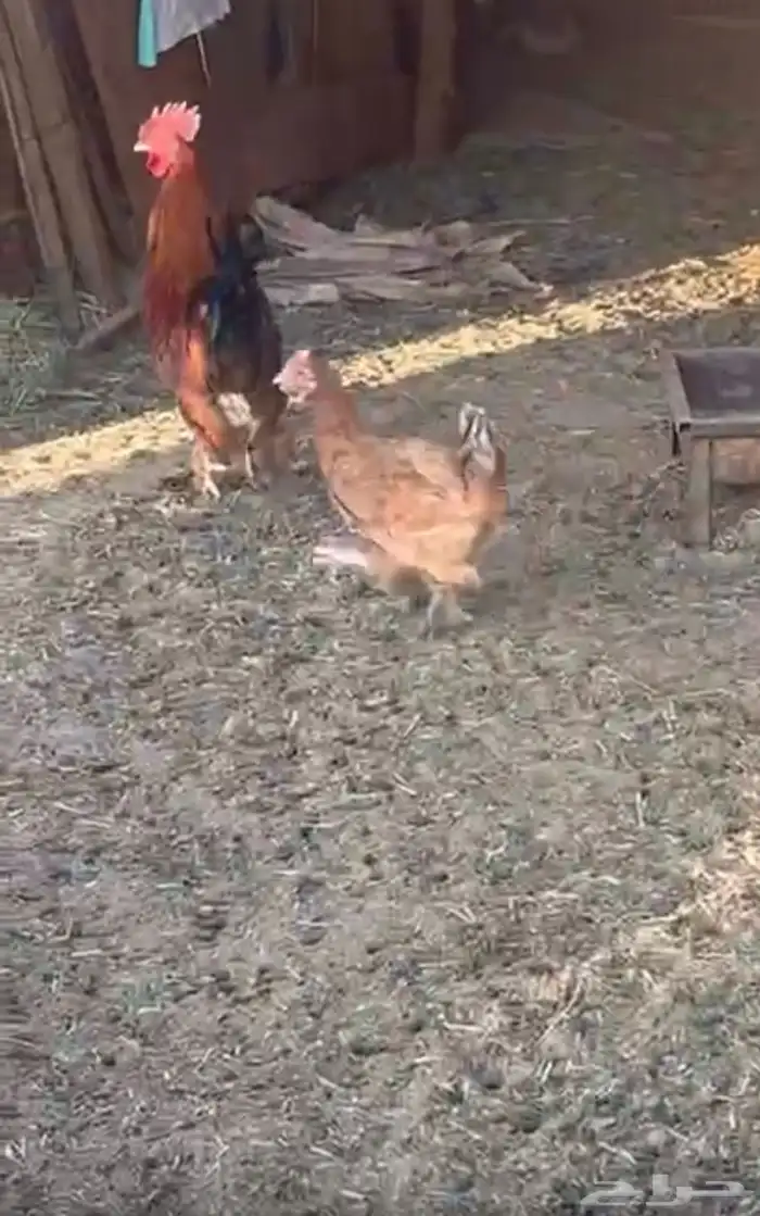 دجاج تركي دجاج كفوا 1