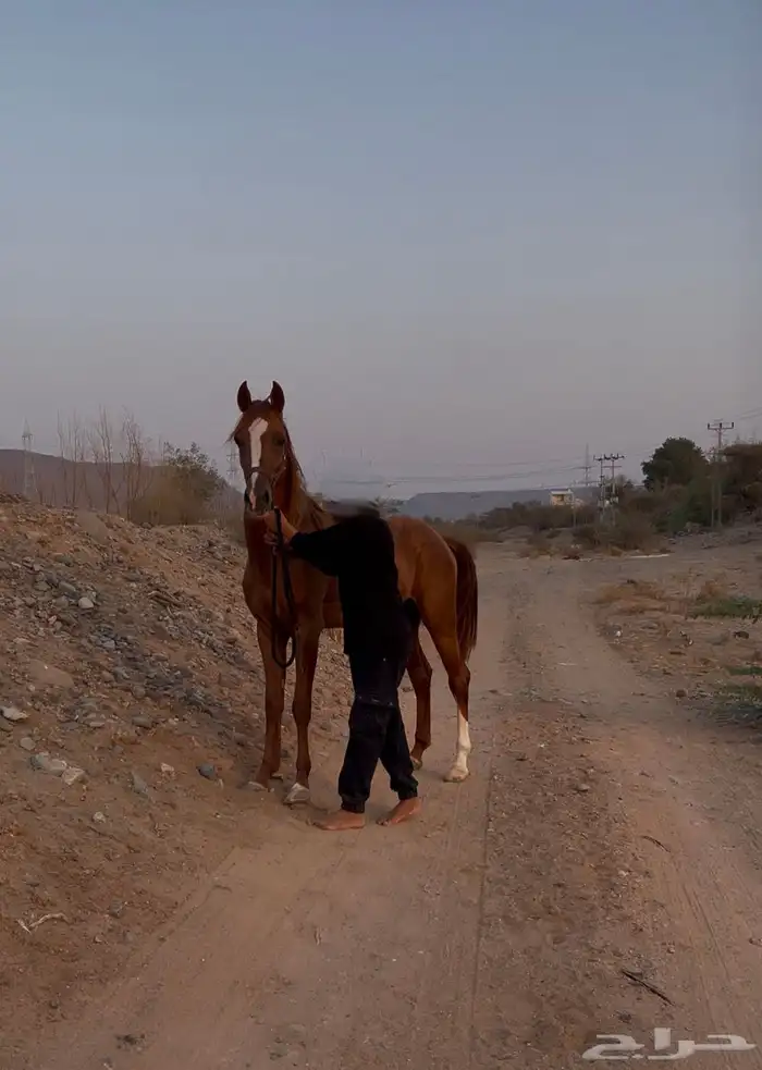 حصان شعبي فاخر حار 2