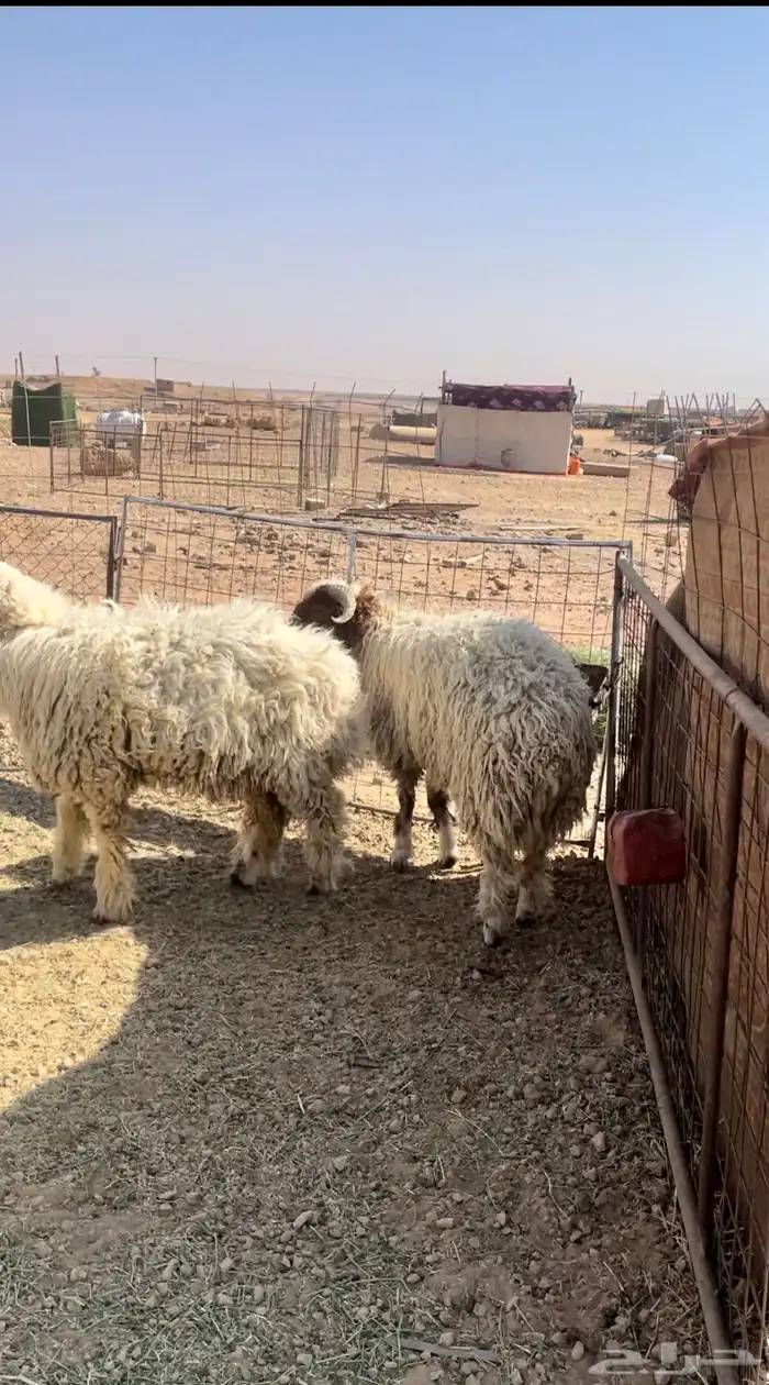 للبيع خرفان نعيم جبر العدد4 2
