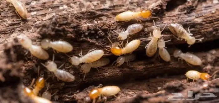 شركة مكافحة حشرات بالجبيل ورش مبيدات بالدمام بالقطيف 4