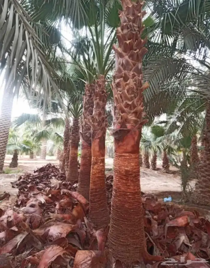 يوجد لدينا جميع انواع التخيل عربي واشنطني 0