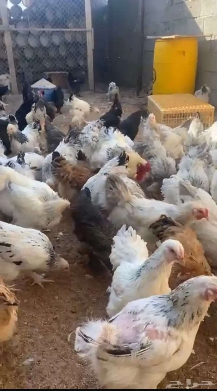 دجاج براهما كولمبي وسبرايت 1