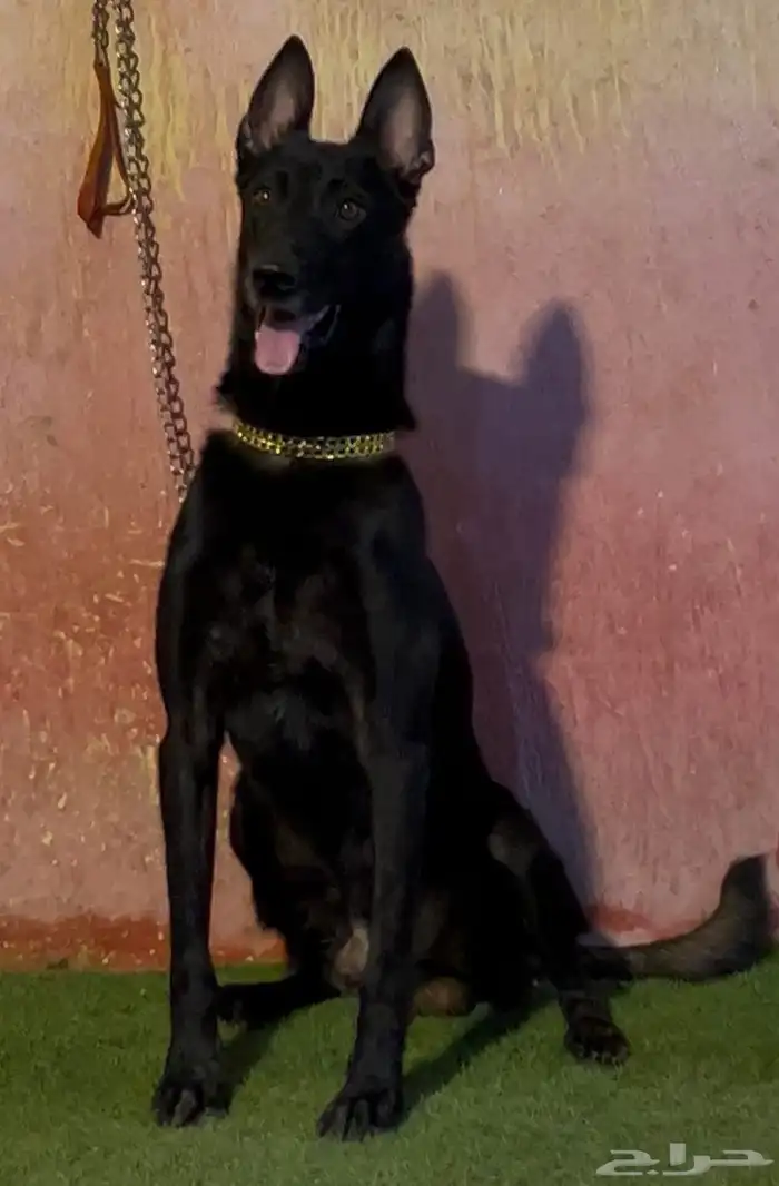 كلاب مالينو دارك 5