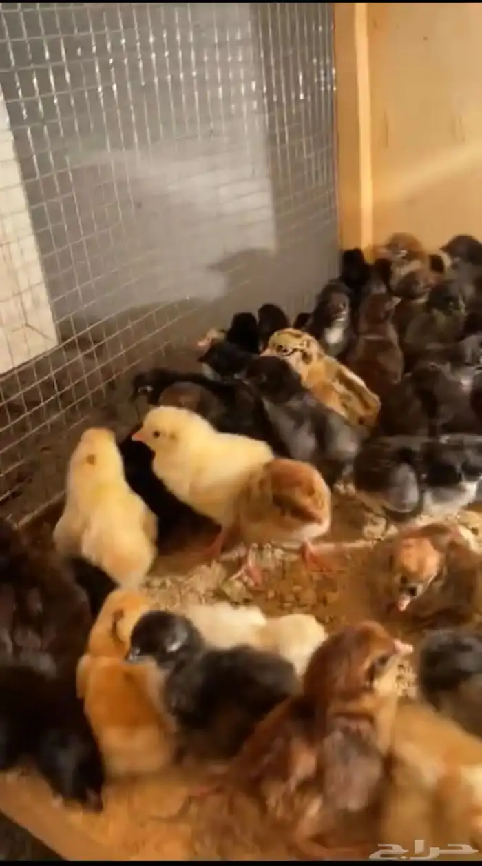 صيصان بلدي 0