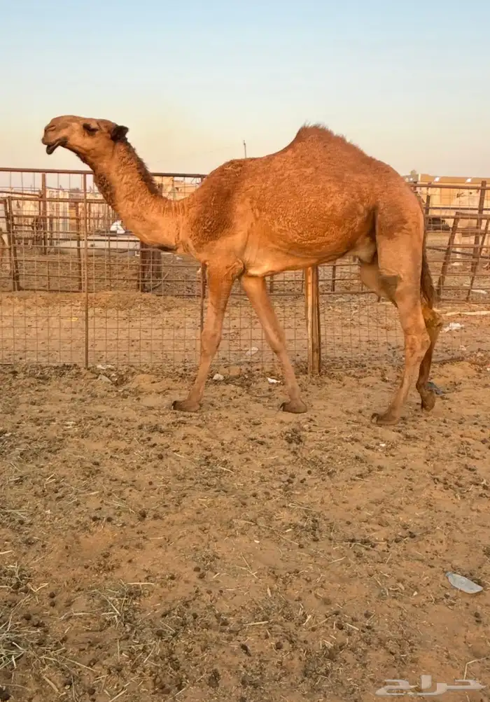 قعود باتلي كفو بالحيل للبيع 0