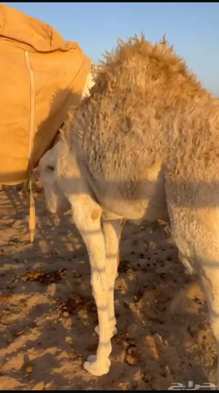 بكره لبانيه 0