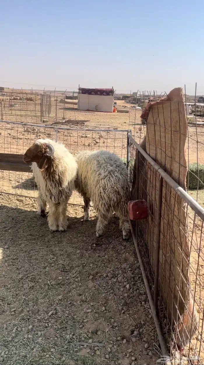 للبيع خرفان نعيم جبر العدد4 1