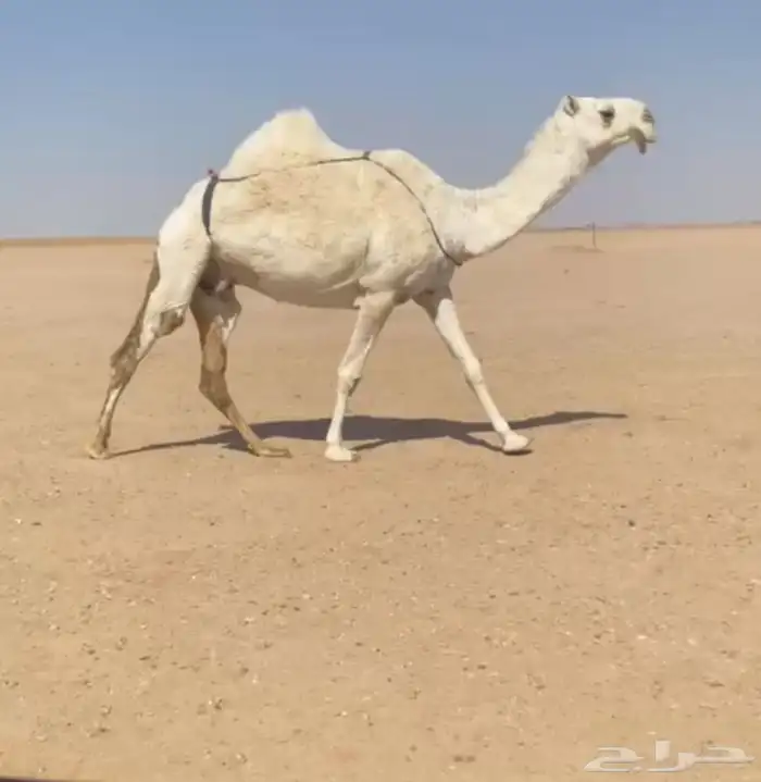 ضرايب كفو معزول عيالها 1