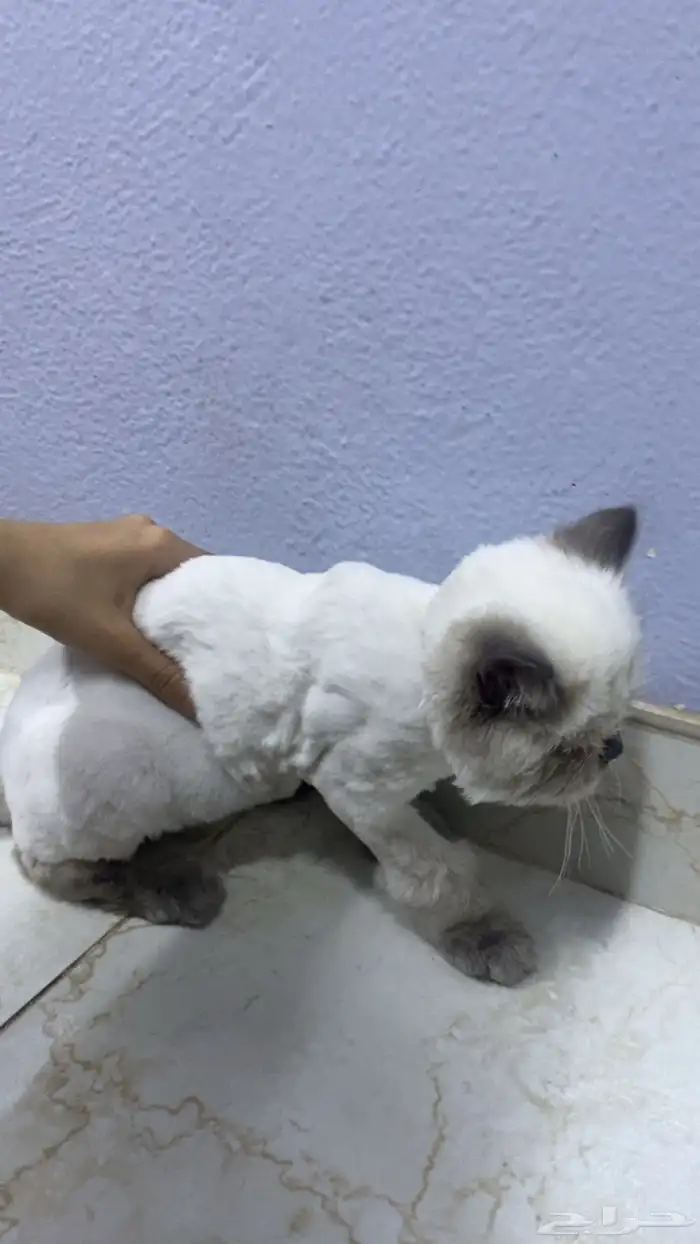 قط همالايا للتبني 1