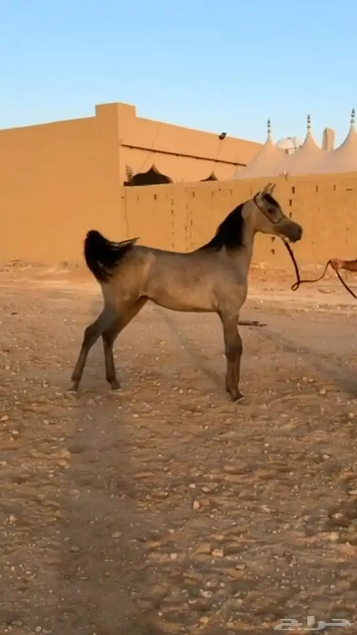 ماشاءالله تبارك الله مهره واهو حفيدة البلاشيو 0