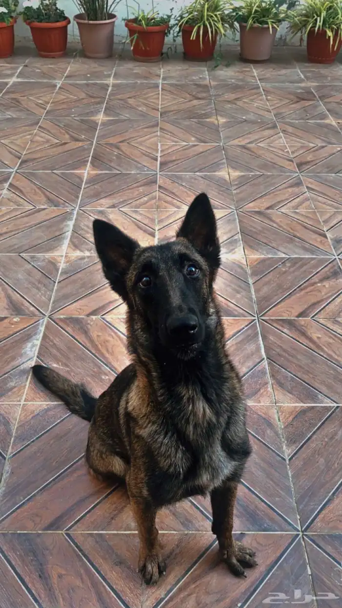 عرض لمنتجين كلاب المالينو 10