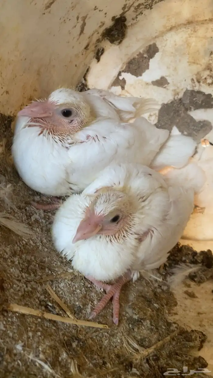 زغاليل شحم فل 3