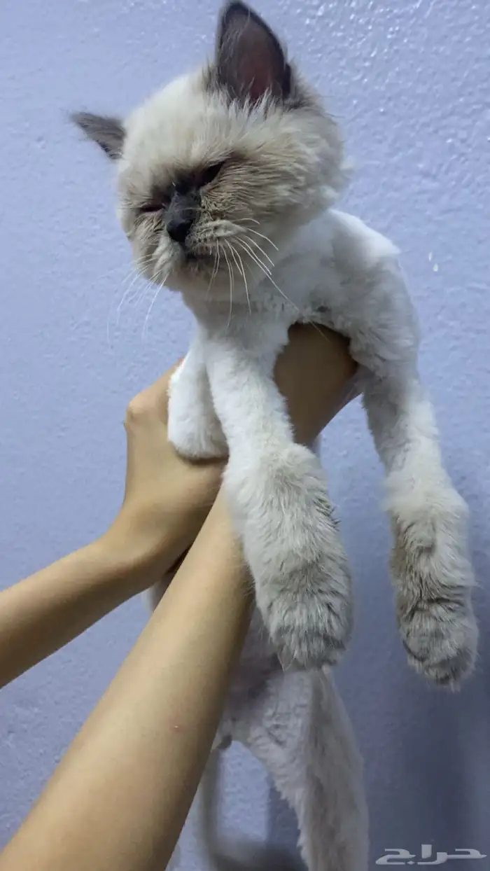 قط همالايا للتبني 0