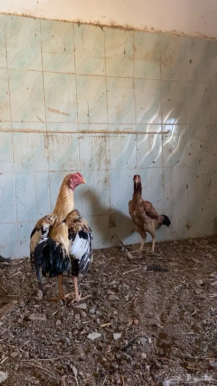 ديك للبيع صحه شرط 2