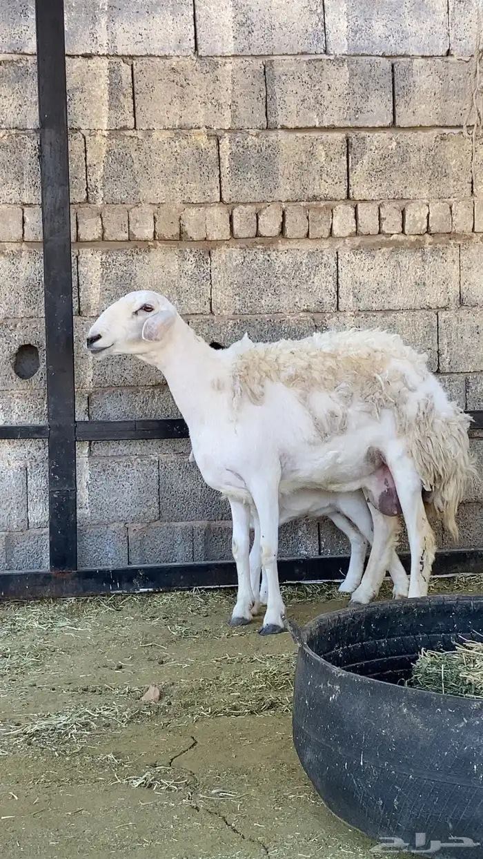 حرية حرشا رباع صنف الصنف نخبة والد(( تم البيع )) 0