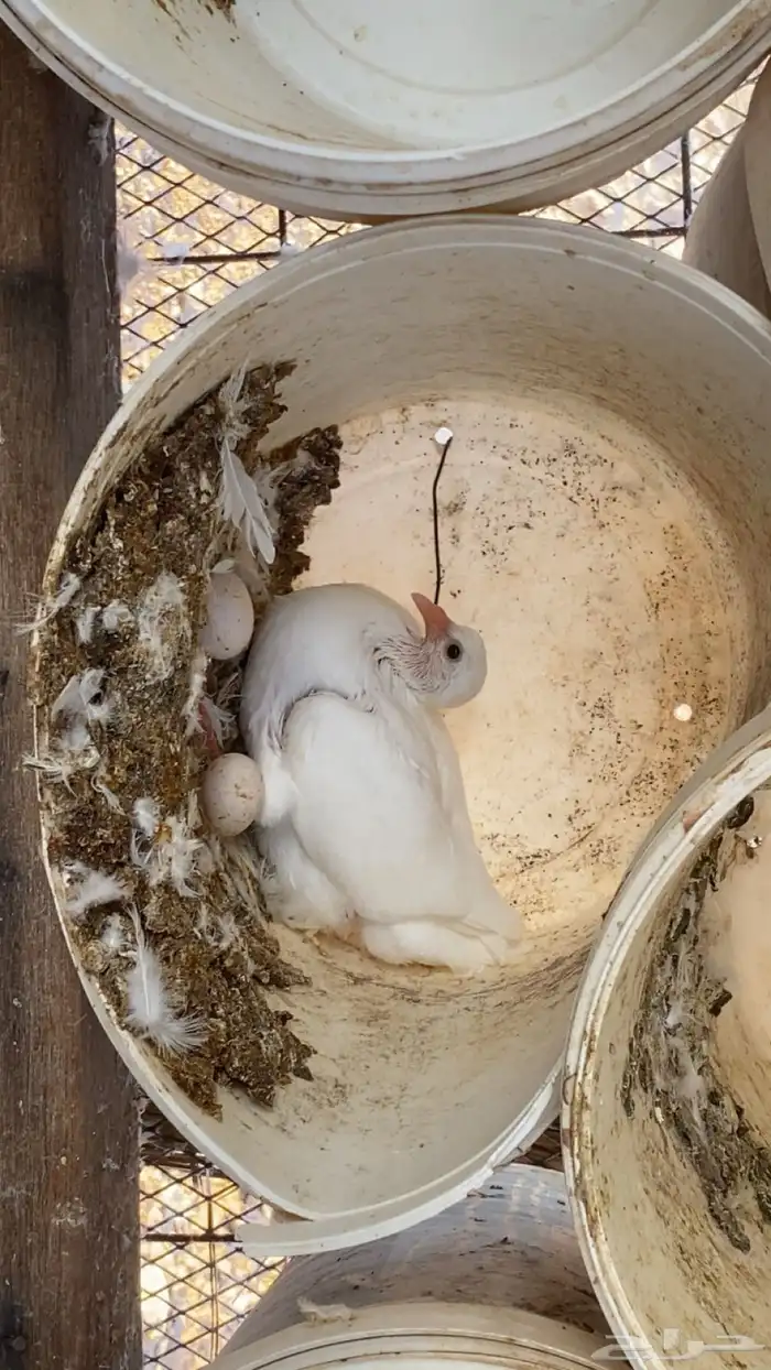 زغاليل شحم فل 0