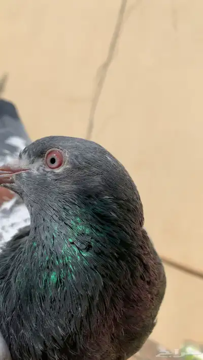 حمام باكستاني index