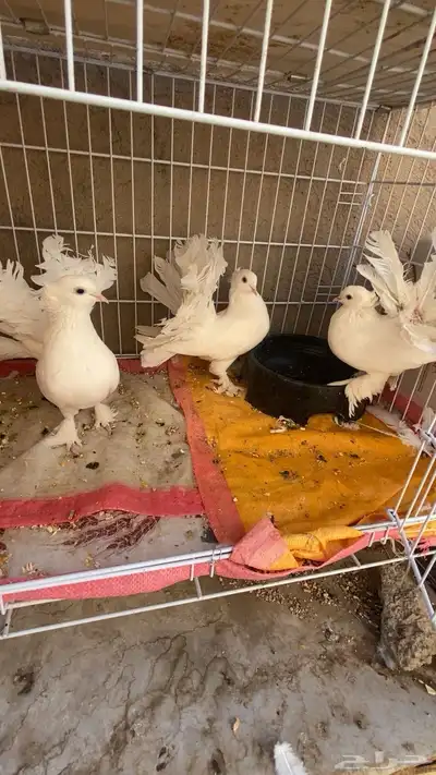 حمام هزازي index