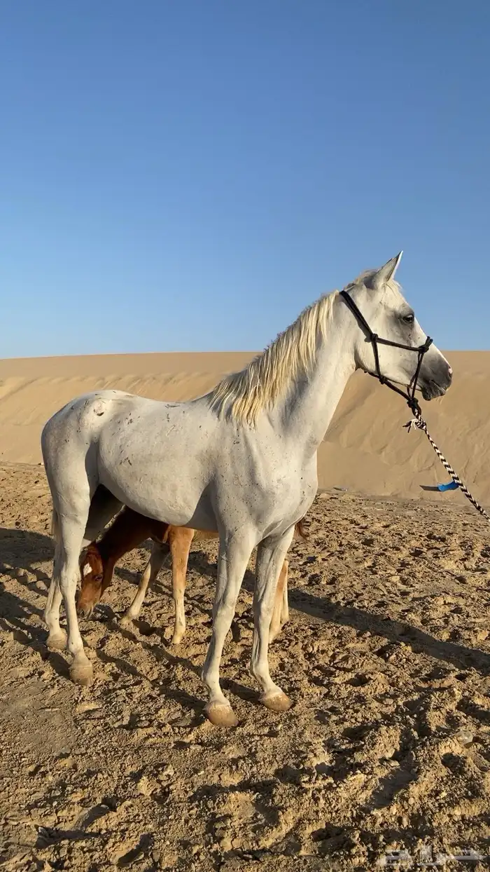 فرس عربية لقاح و تحتها مهر جزيريات اصايل 8