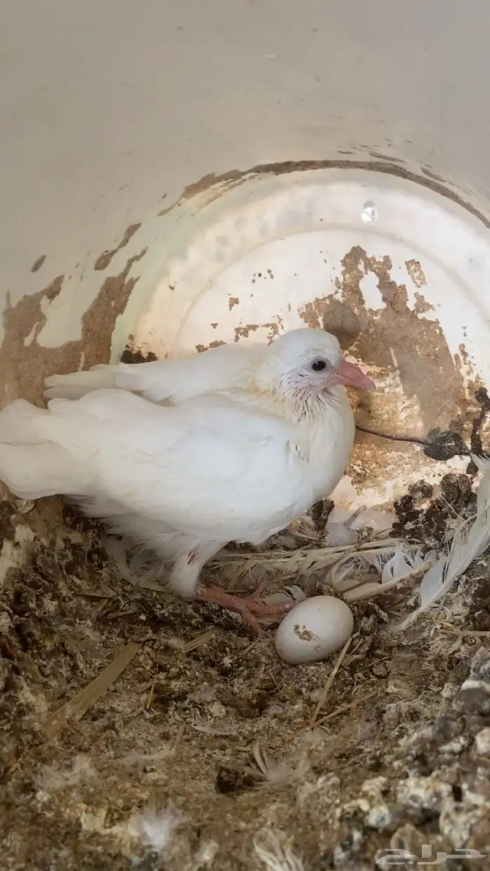 زغاليل شحم فل 4