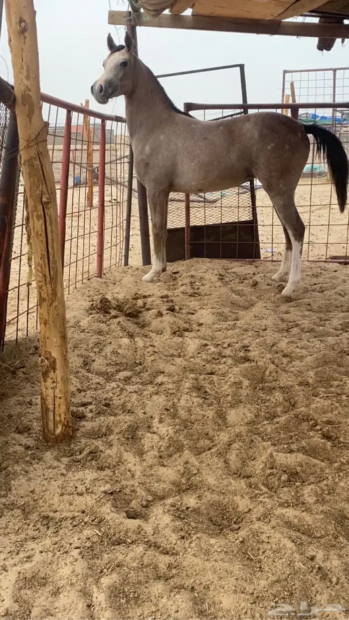 مهره كفو كفو كفو 0