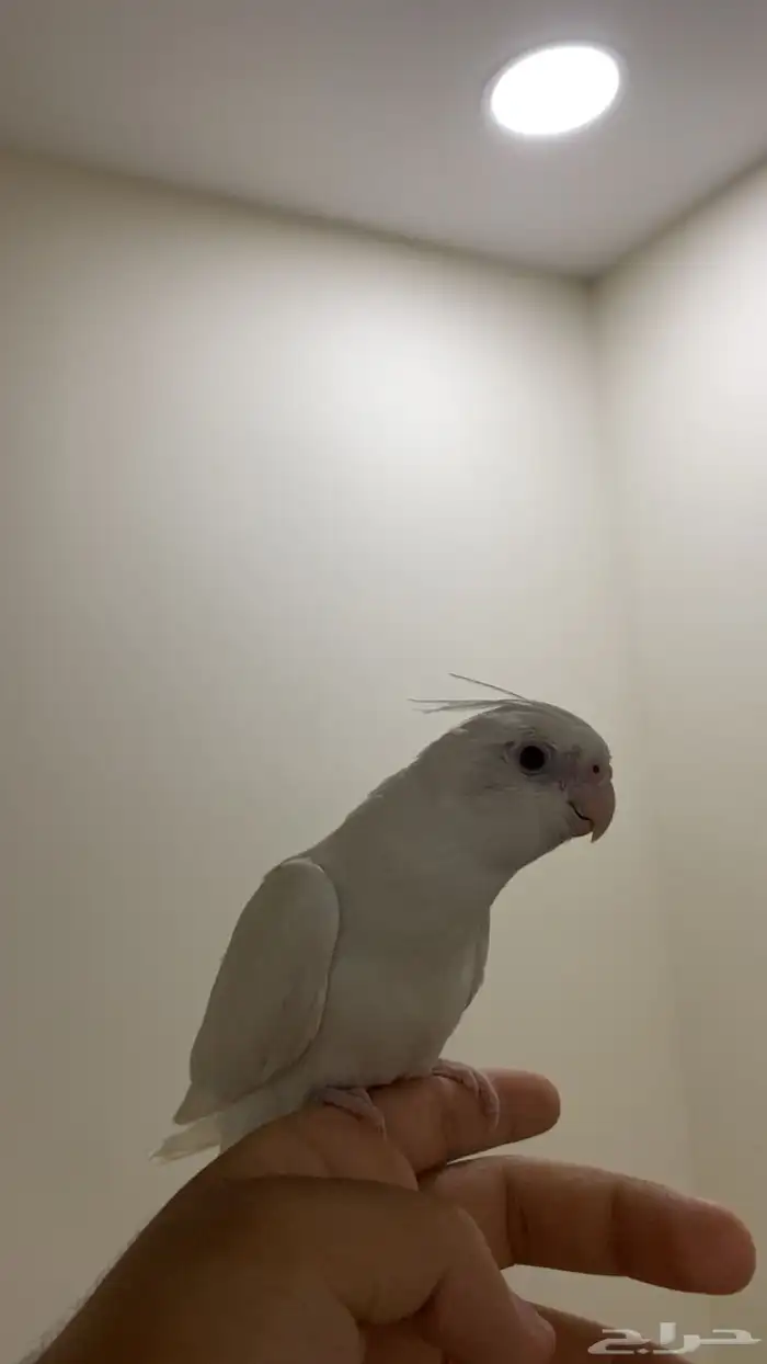 كروان البينو 1