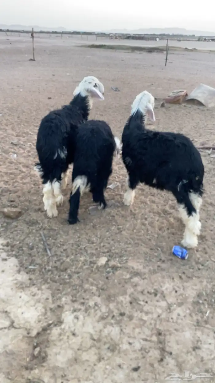 طليان. نجد 0