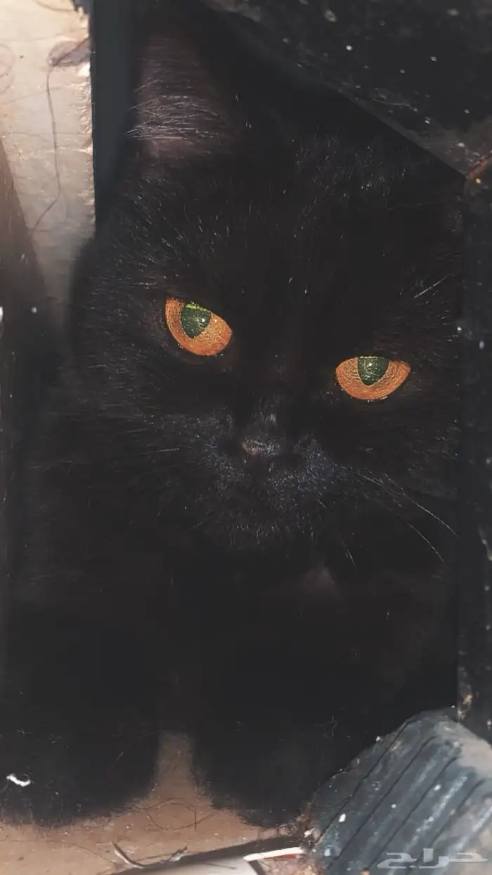 قطوة امريكية للتبني 1